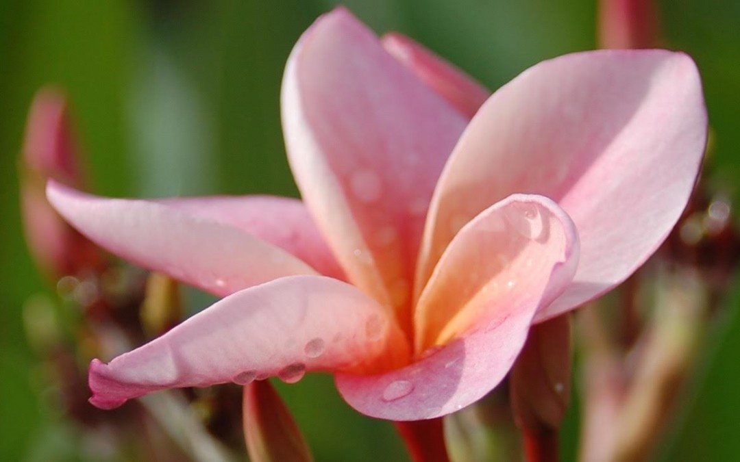 Educating the Self: First Things First